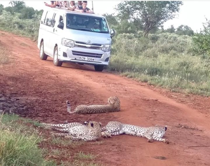 Tsavo East Tsavo West safari