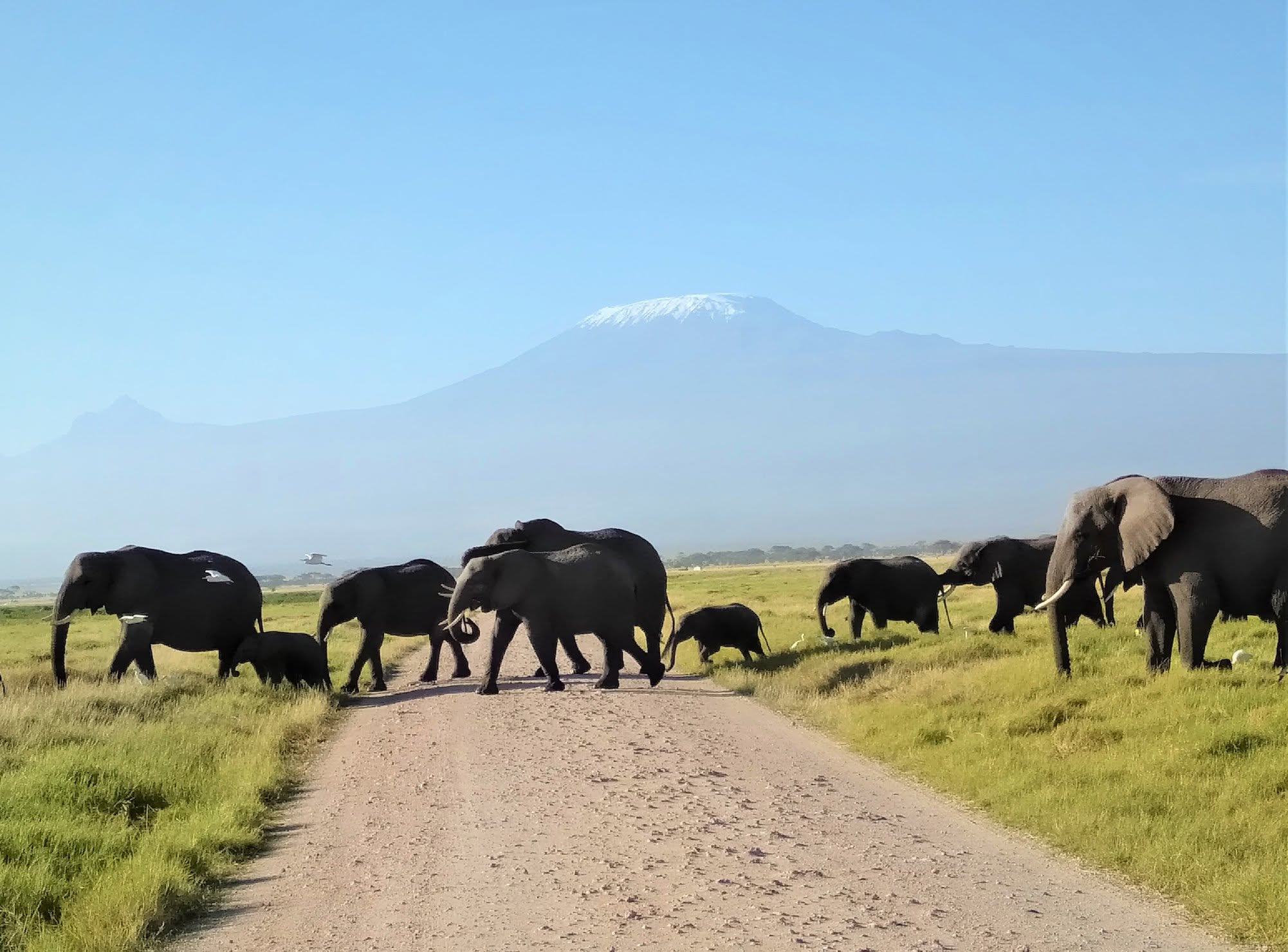 3 Days Kilimanjaro Trail – Tsavo East & Amboseli gallery image 3