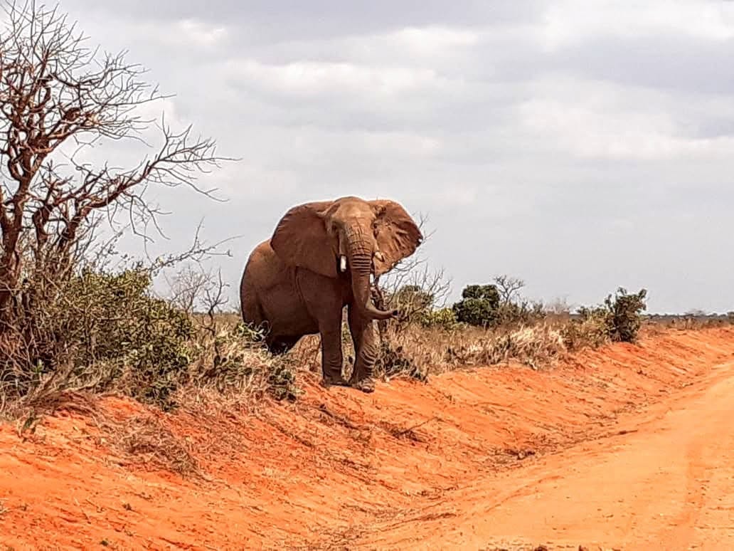 2 Days Tsavo East National Park Safari gallery image 2
